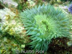 Green Anemone at Shaw's Cove, Laguna Beach. Heavy surge t... by Austin Rice 